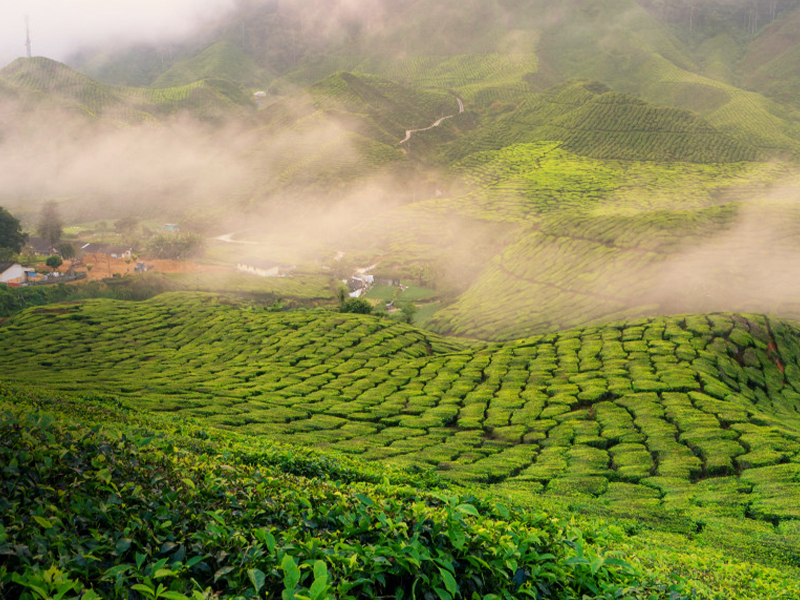 munnar